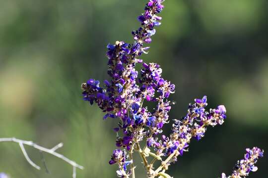 Image of Desmodium polystachyum Schltdl.