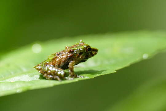 Sivun Pristimantis museosus (Ibáñez, Jaramillo & Arosemena 1994) kuva