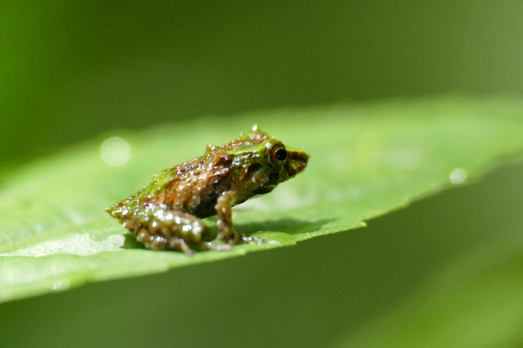 Image of Pristimantis museosus (Ibáñez, Jaramillo & Arosemena 1994)