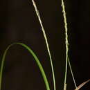 Image of Carex firmula (Kük.) J. R. Starr