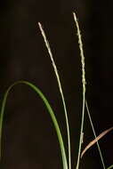 Image of Carex firmula (Kük.) J. R. Starr