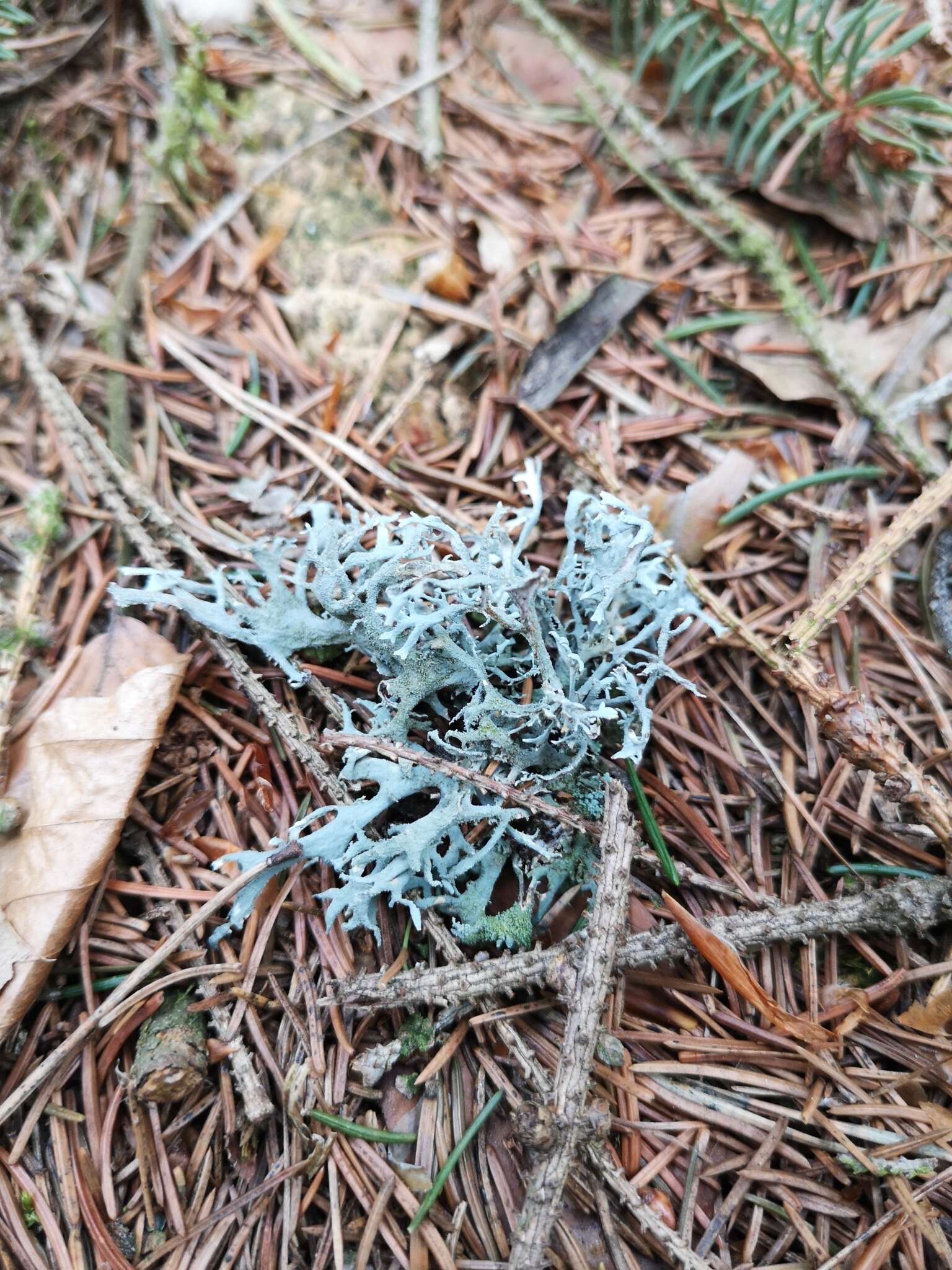 Image of light and dark lichen