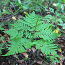 Image of Sahashia stricta (L.) Li Bing Zhang & Liang Zhang