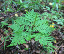 Image of Sahashia stricta (L.) Li Bing Zhang & Liang Zhang