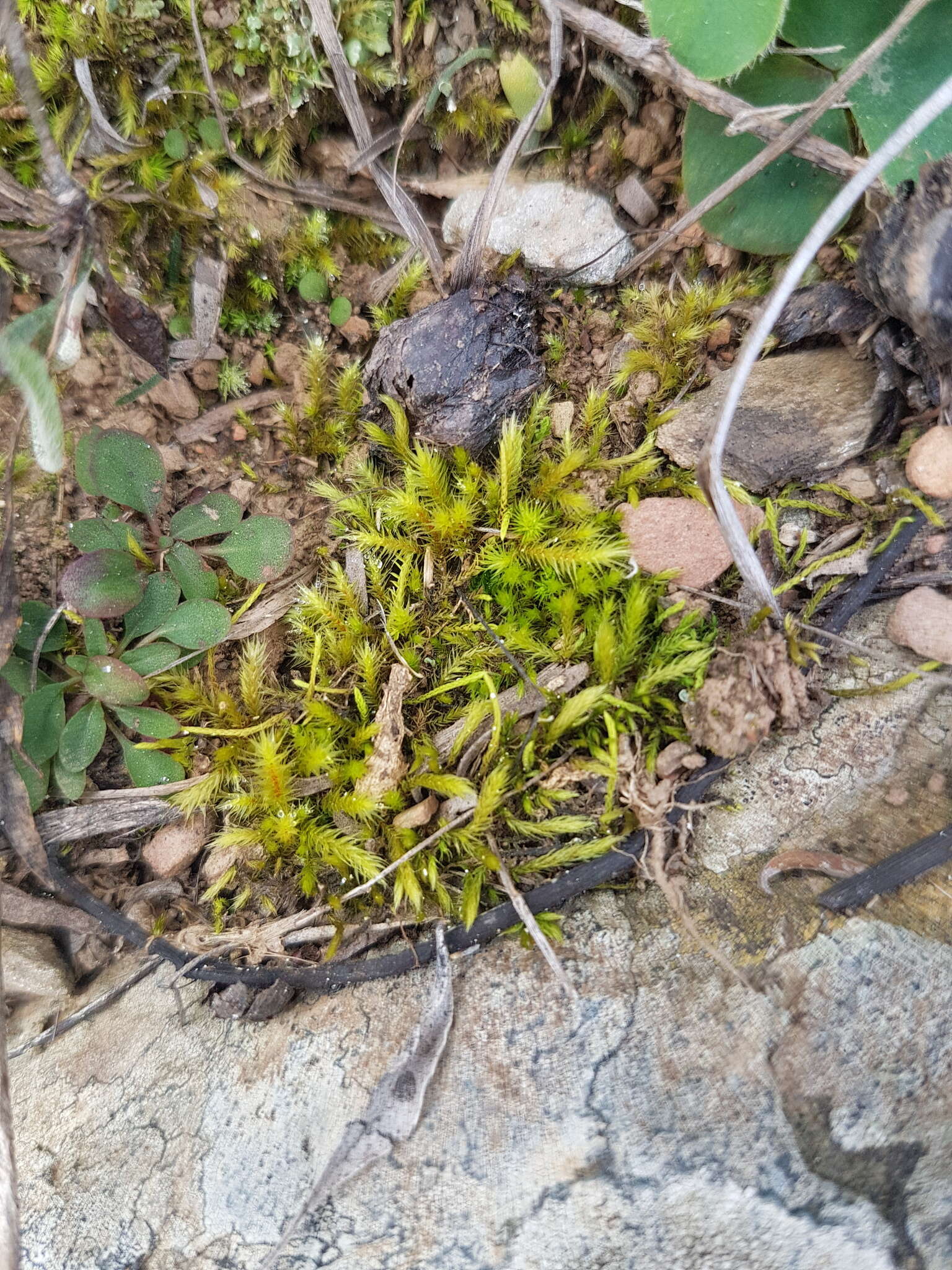 Image de Breutelia substricta Magill 1987