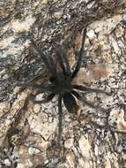 Image of Aphonopelma saguaro Hamilton 2016