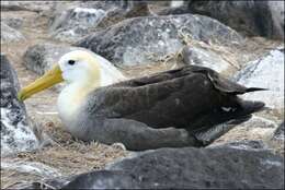 Image of Waved Albatross