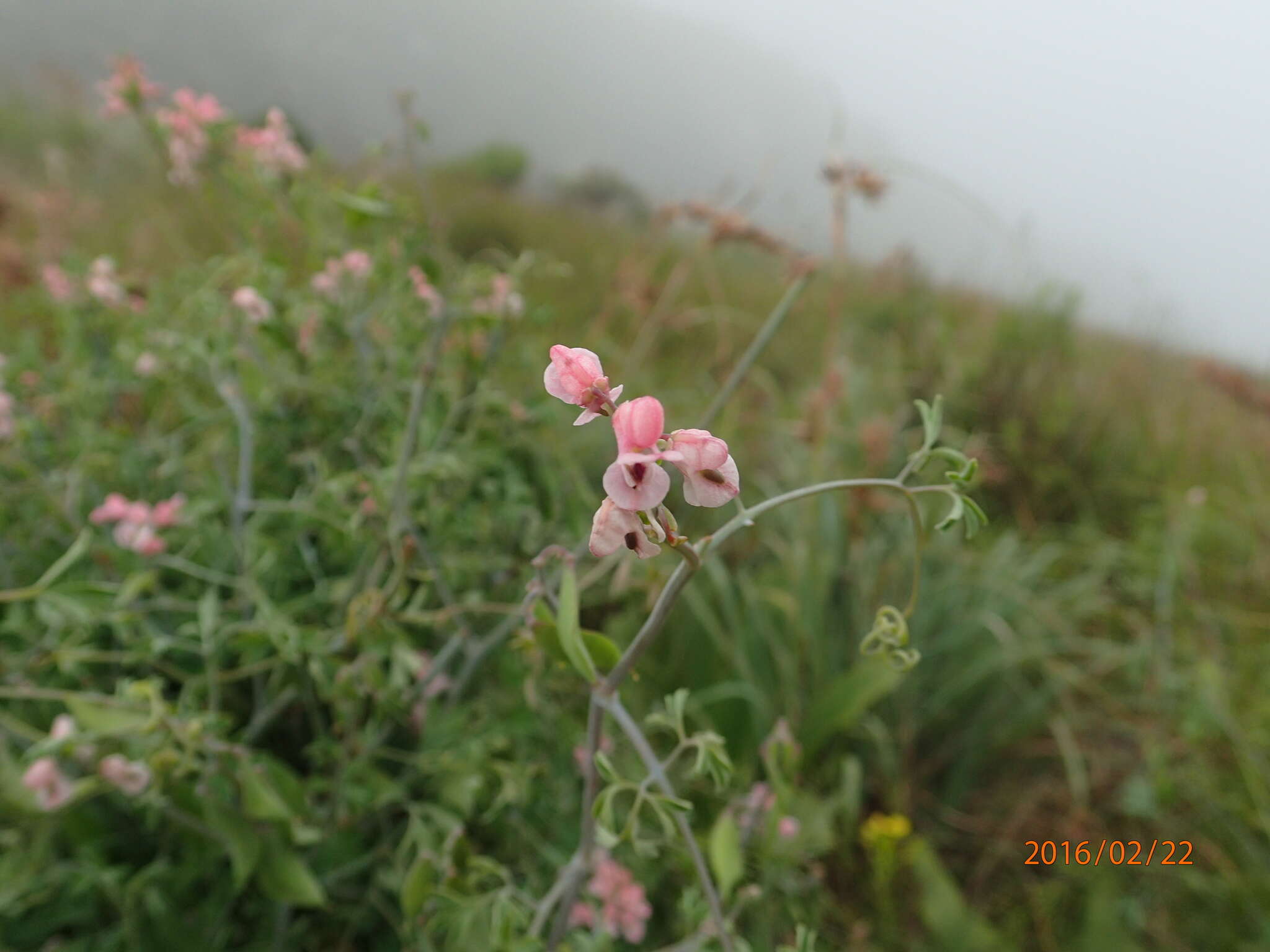 Image of Cysticapnos pruinosa (Bernh.) Lidén