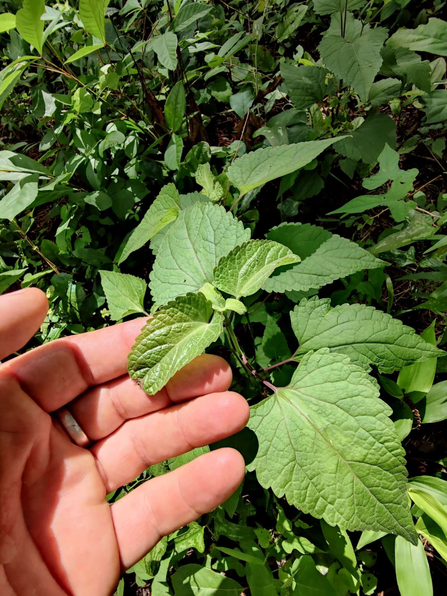 Plancia ëd Brickellia cordifolia Ell.