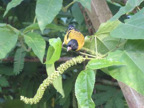 Image of Olivaceous Siskin