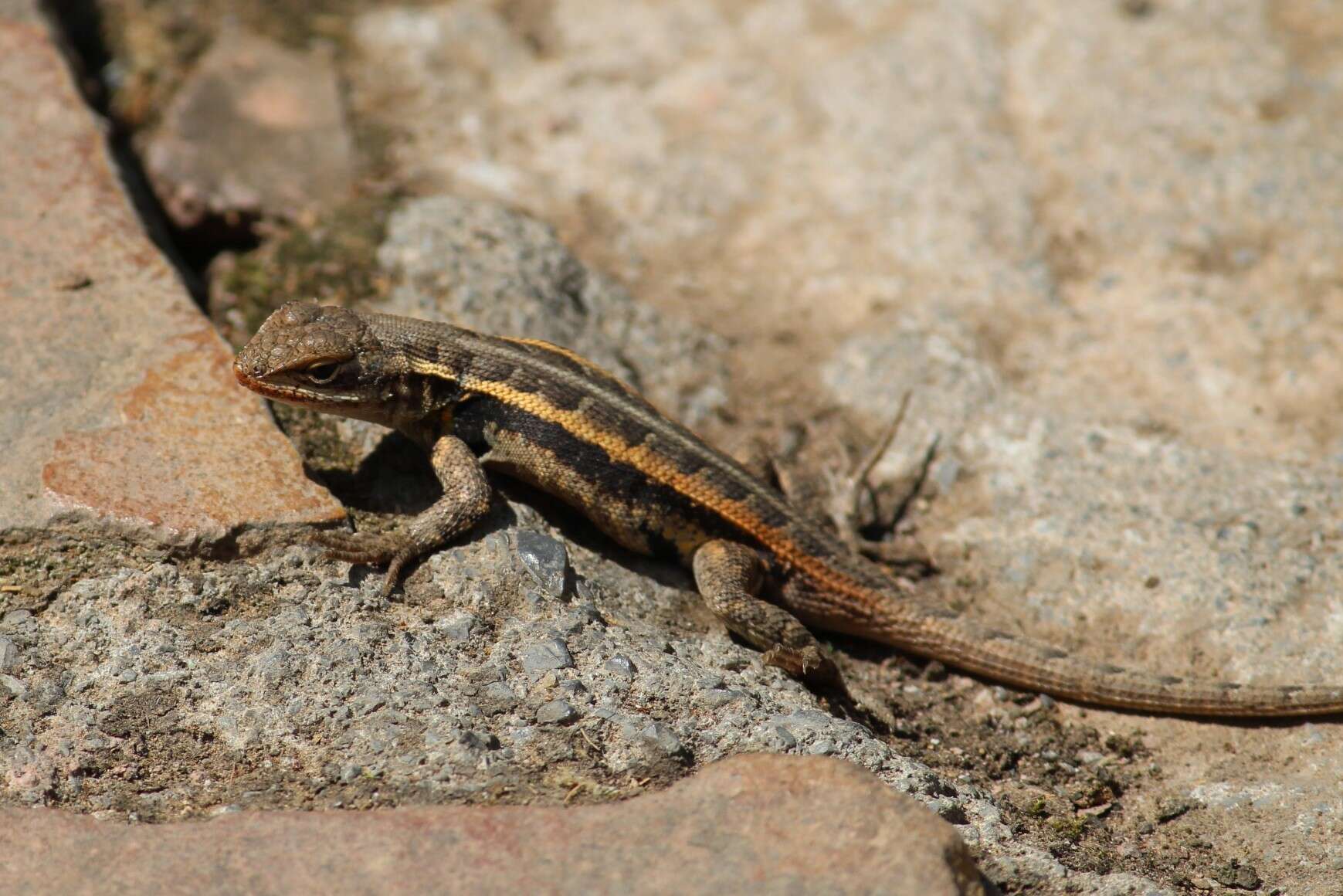 Image of Sceloporus variabilis marmoratus Hallowell 1852