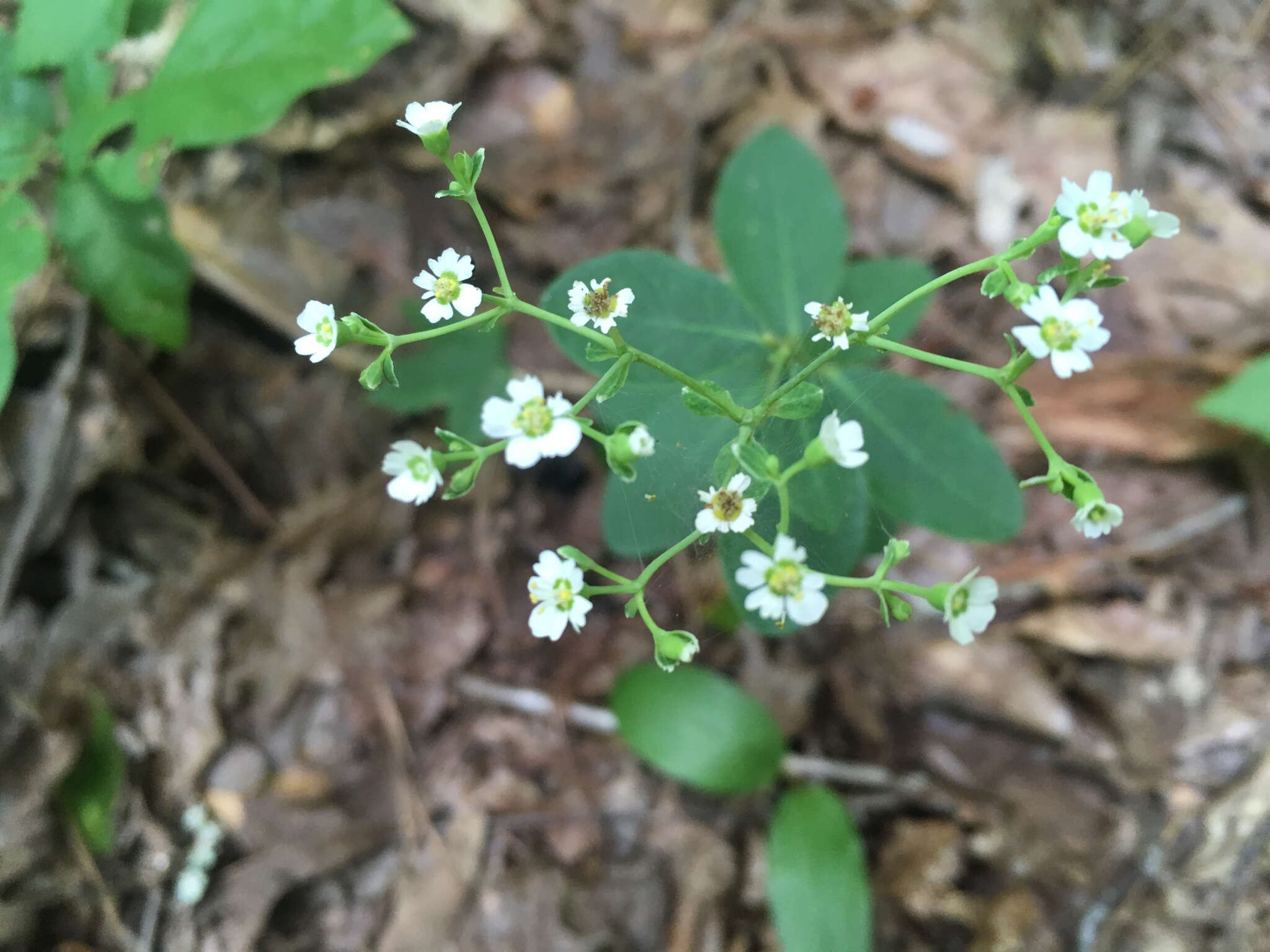 Sivun Euphorbia pubentissima Michx. kuva