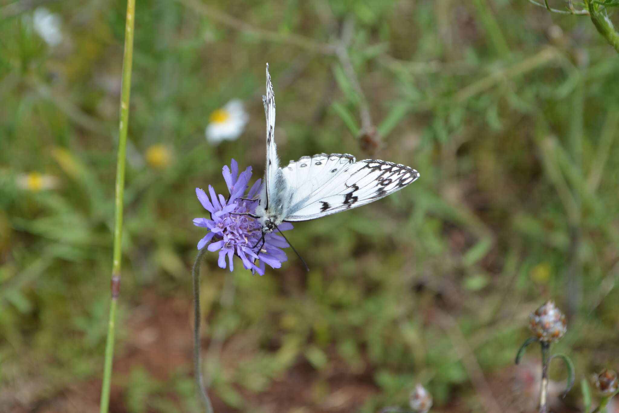 Image of Italian Marbled White