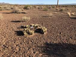 Image of Devil's Prickly-pear Cactus