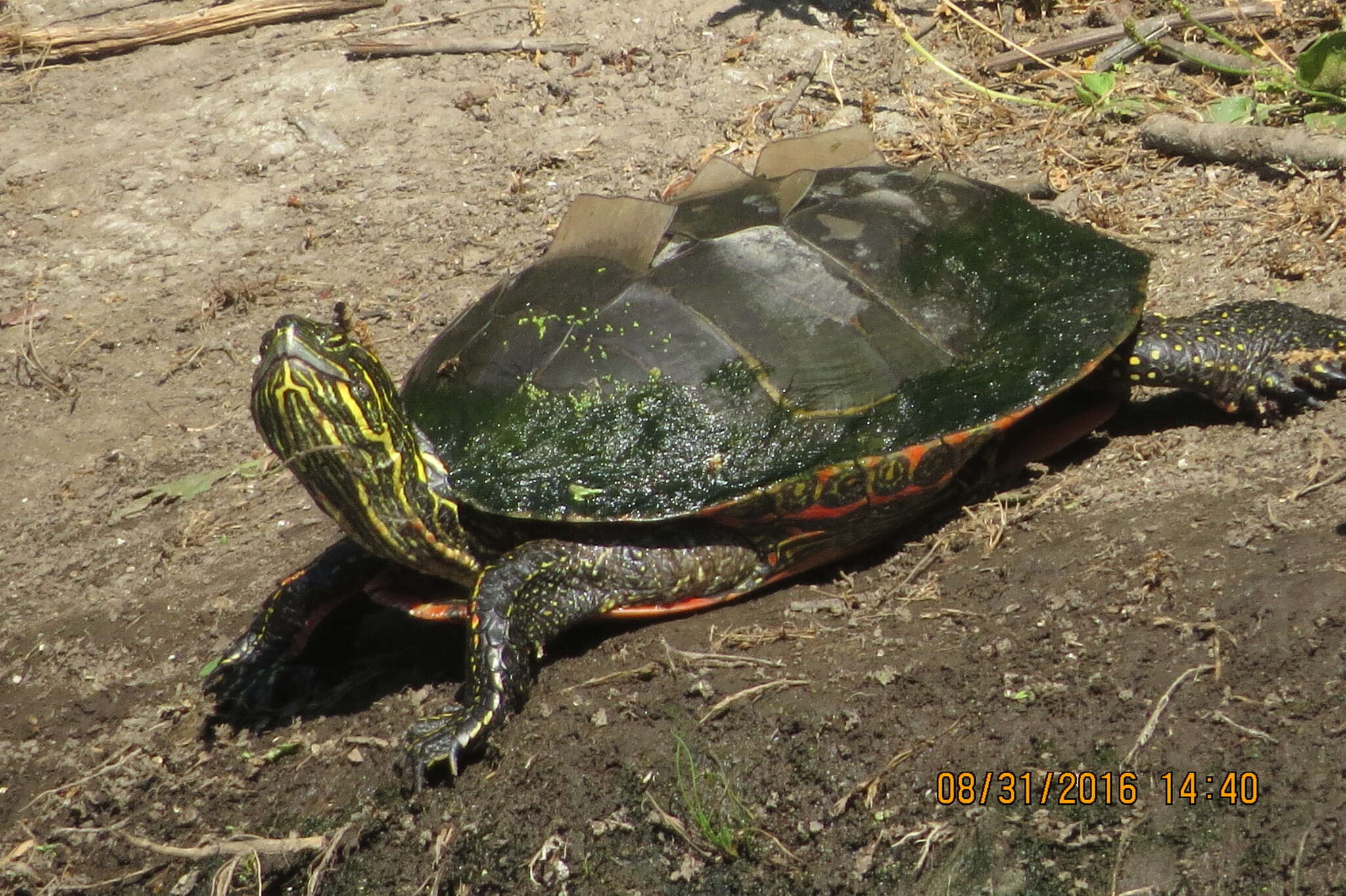 Imagem de Chrysemys picta bellii (Gray 1831)