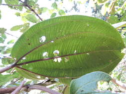 Image of Dichaetanthera cordifolia Baker