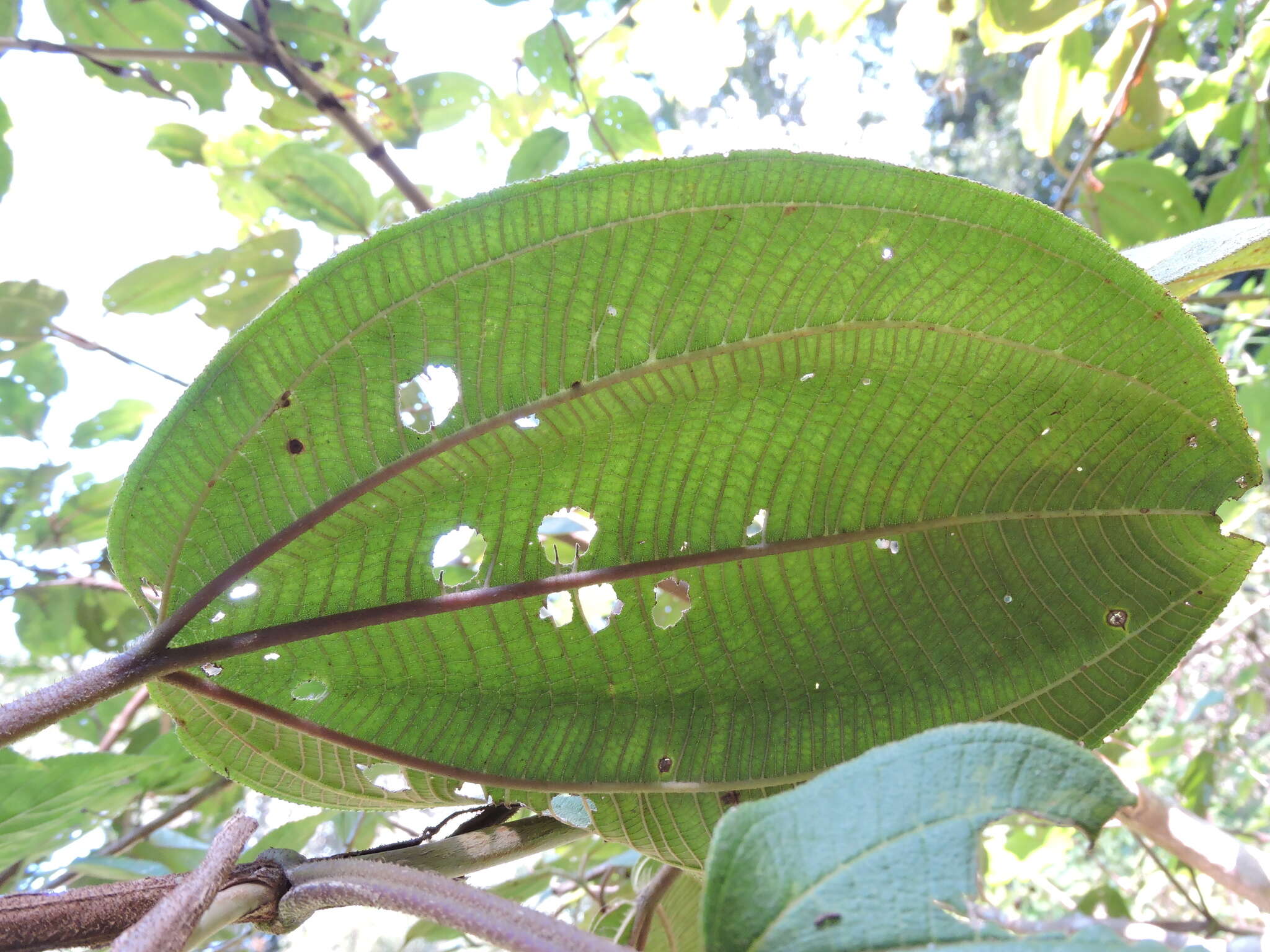 Image of Dichaetanthera cordifolia Baker