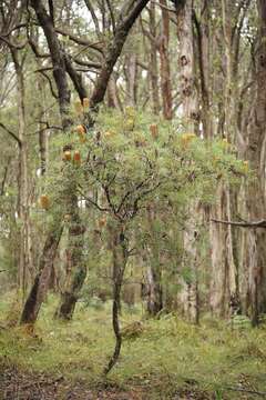 Image of Banksia spinulosa var. cunninghamii (Sieb. ex Rchb. fil.) A. S. George