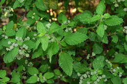 Image of Bystropogon canariensis (L.) L'Hér.