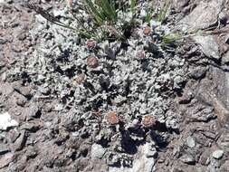 Image of Leptinella albida (D. Lloyd) D. G. Lloyd & C. J. Webb