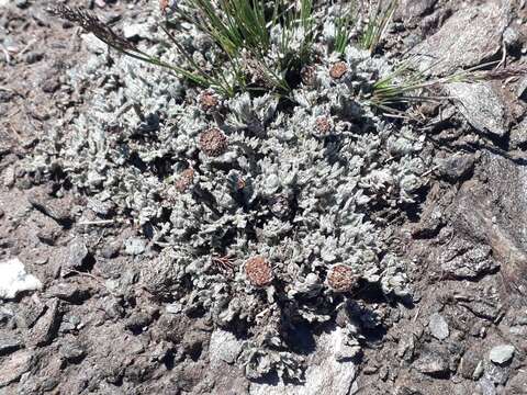 Image of Leptinella albida (D. Lloyd) D. G. Lloyd & C. J. Webb