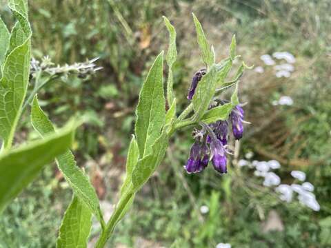 Plancia ëd Symphytum officinale subsp. uliginosum (A. Kern.) Nyman