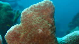 Image of Encrusting Sandpaper Coral