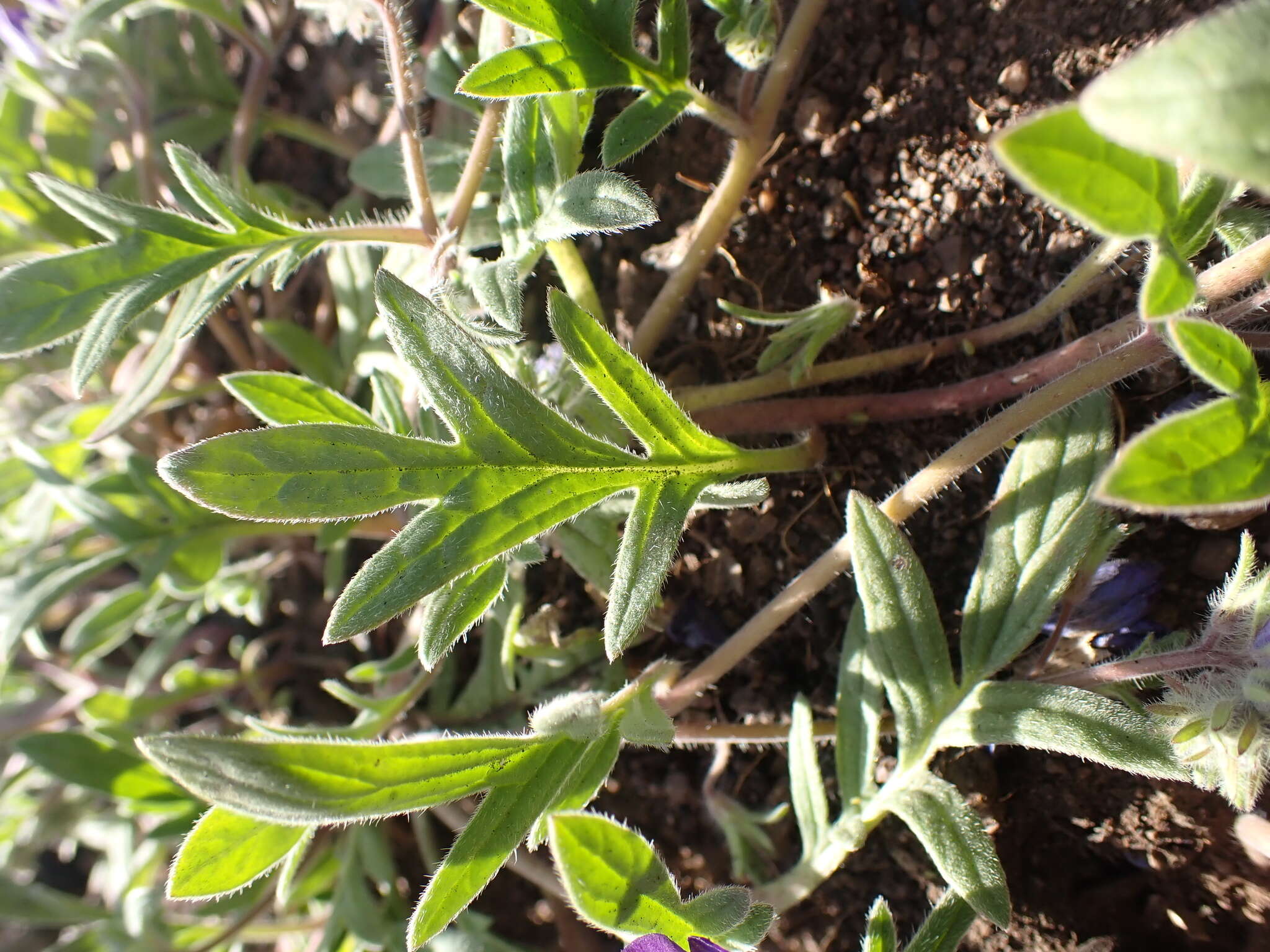 Phacelia davidsonii A. Gray resmi