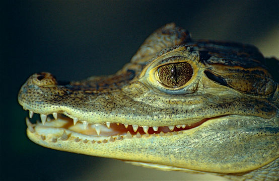 Image of Common Caiman