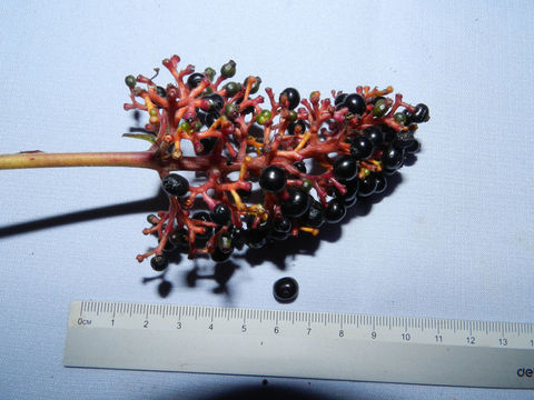Image of showy cappel
