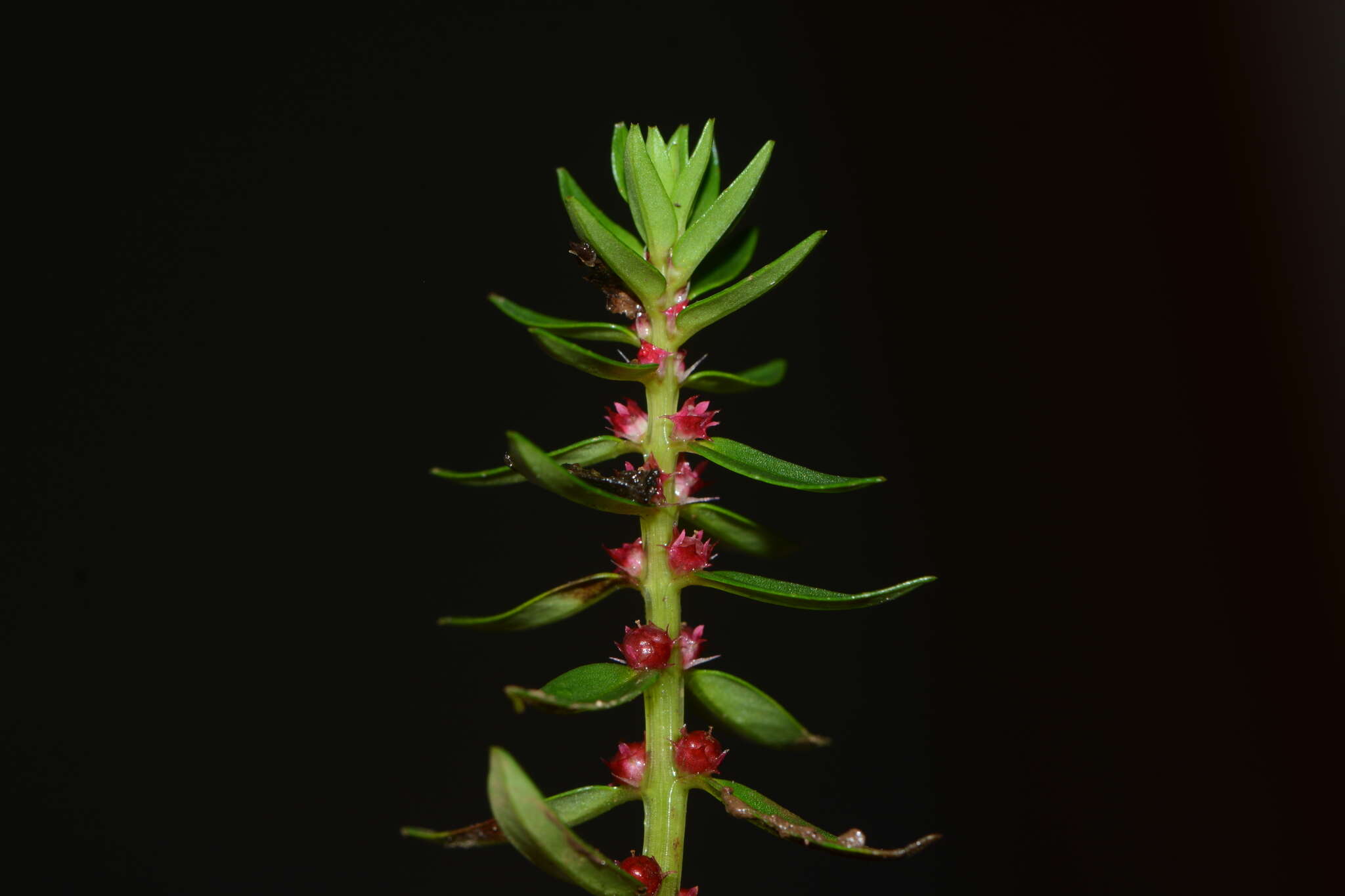 Image of Rotala malampuzhensis R. V. Nair ex C. D. K. Cook