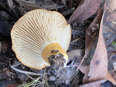 Image of Lactifluus flocktonae (Cleland & Cheel) T. Lebel 2016