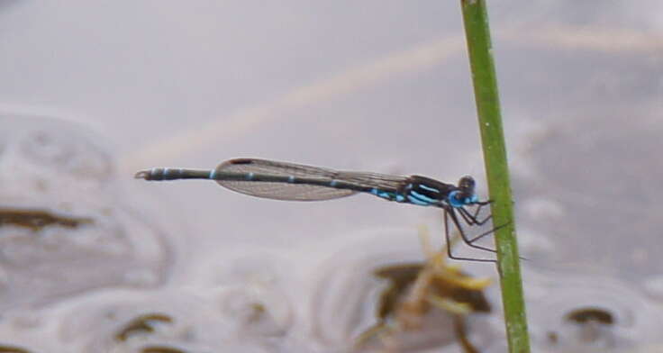 Image of Austrolestes psyche (Hagen ex Selys 1862)