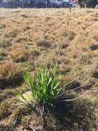 Image of bulbil bugle-lily