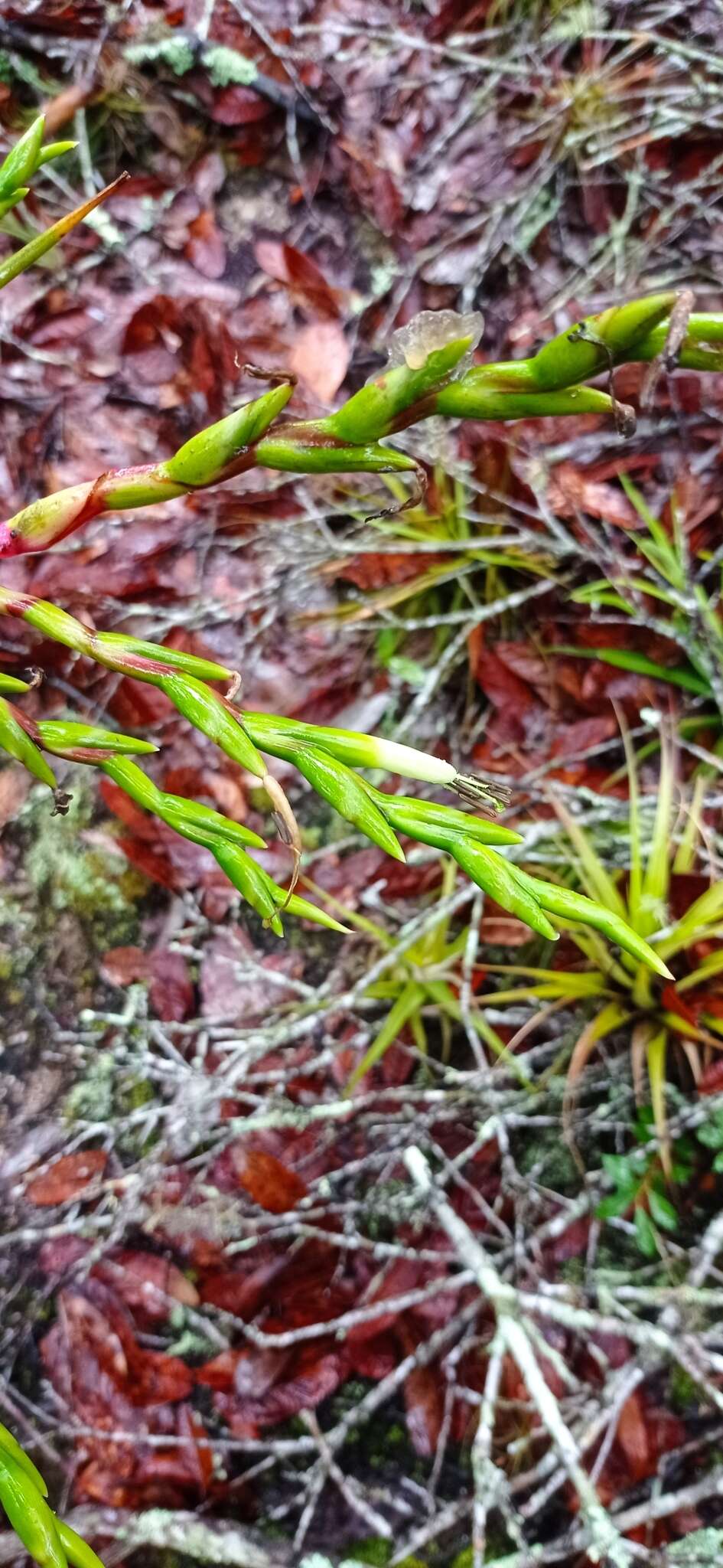 Imagem de Tillandsia elusiva Pinzón, I. Ramírez & Carnevali