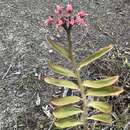 Image of Euphorbia tithymaloides subsp. tithymaloides