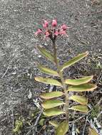 Image of Euphorbia tithymaloides subsp. tithymaloides