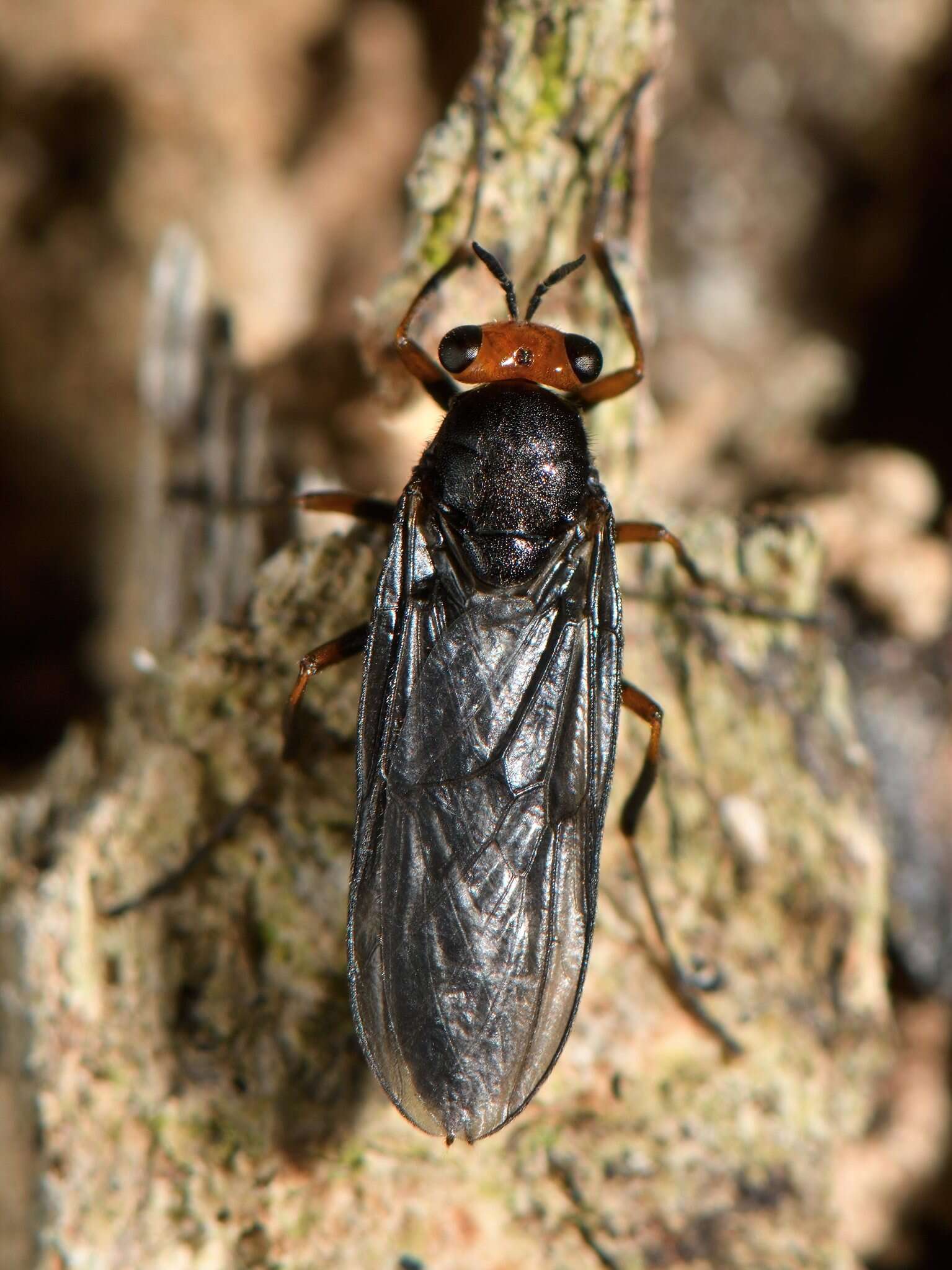 Image de Inopus rubriceps (Macquart 1847)