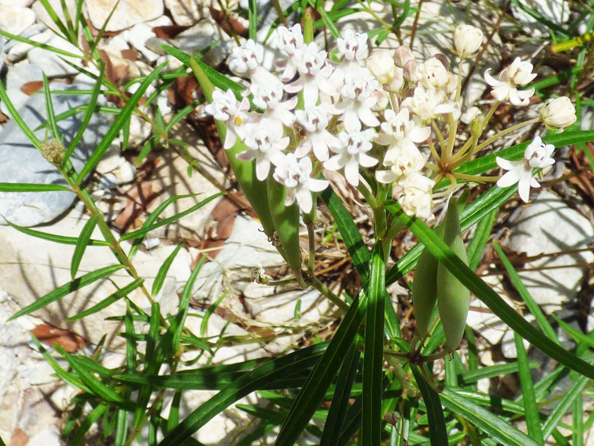 Asclepias angustifolia Schweig.的圖片