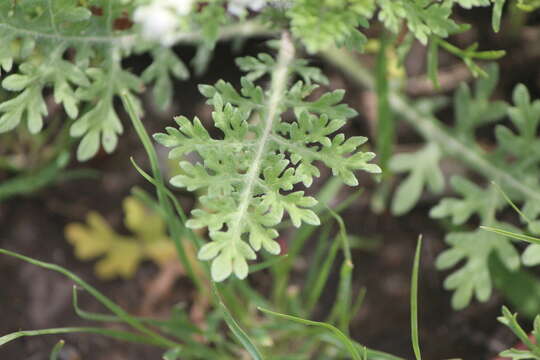 Sivun Parthenium bipinnatifidum (Ortega) Rollins kuva