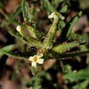 Image of Polycarena silenoides Harv. ex Benth.