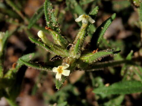 صورة Polycarena silenoides Harv. ex Benth.