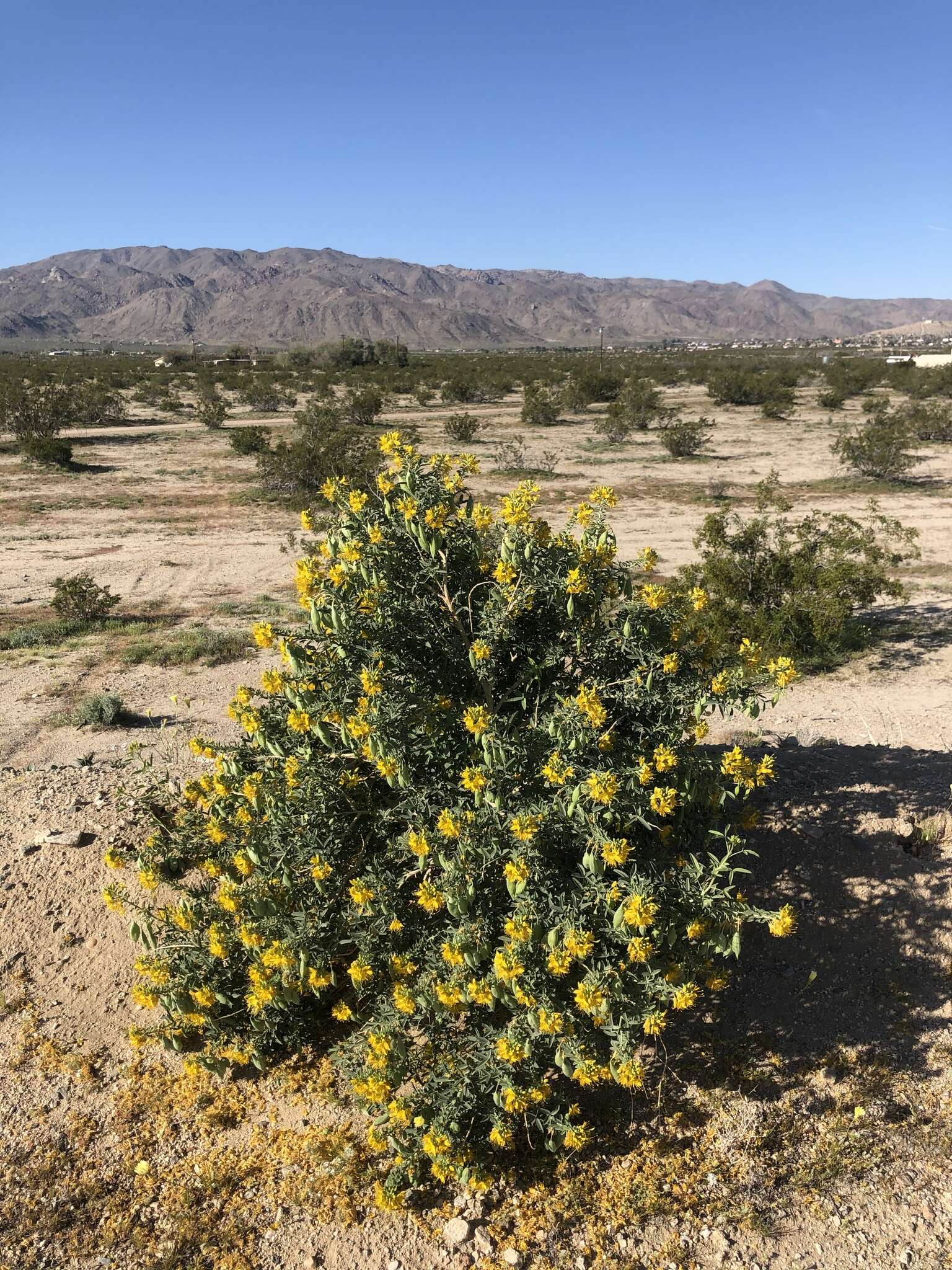 Imagem de Cleomella arborea var. angustata (Parish) J. C. Hall & Roalson