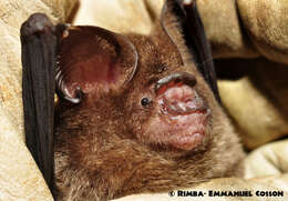 Image of Horsfield's Leaf-nosed Bat