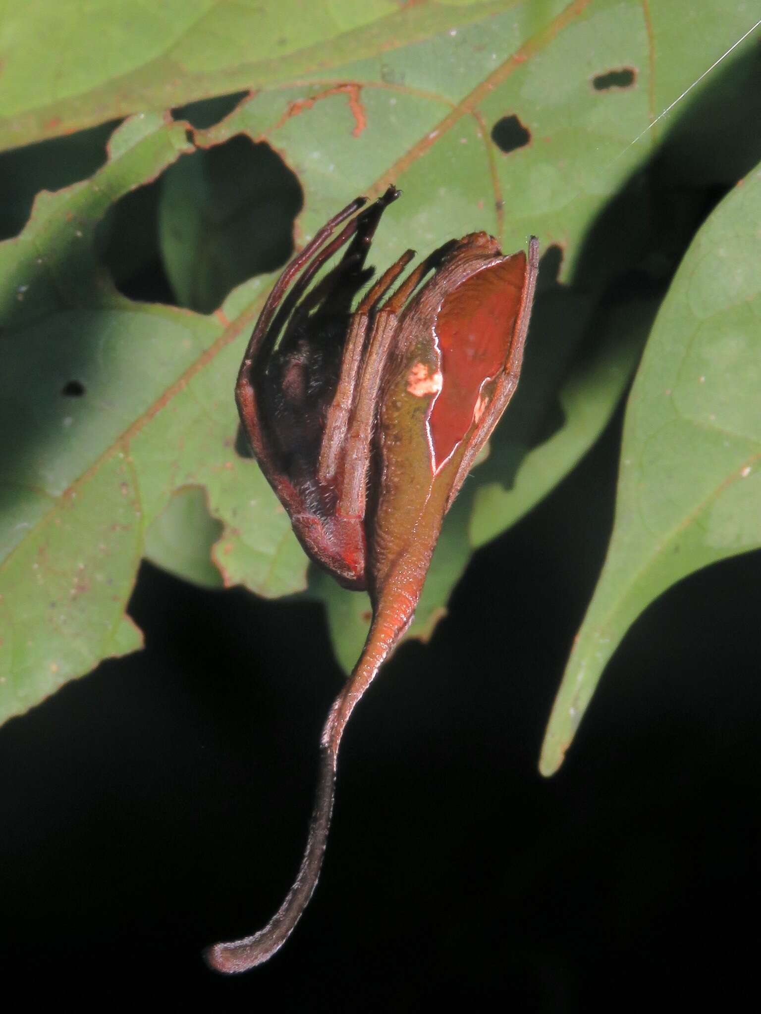 صورة Poltys idae (Ausserer 1871)