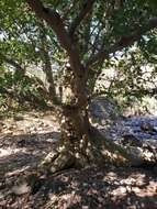 Image of Ficus pertusa L. fil.