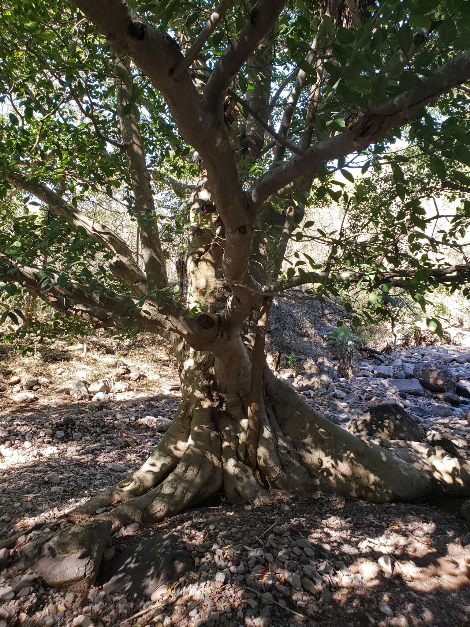 Слика од Ficus pertusa L. fil.