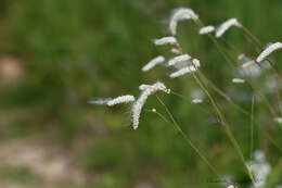 Image of Poterium tenuifolium var. alba (Trautv. & C. A. Mey.)