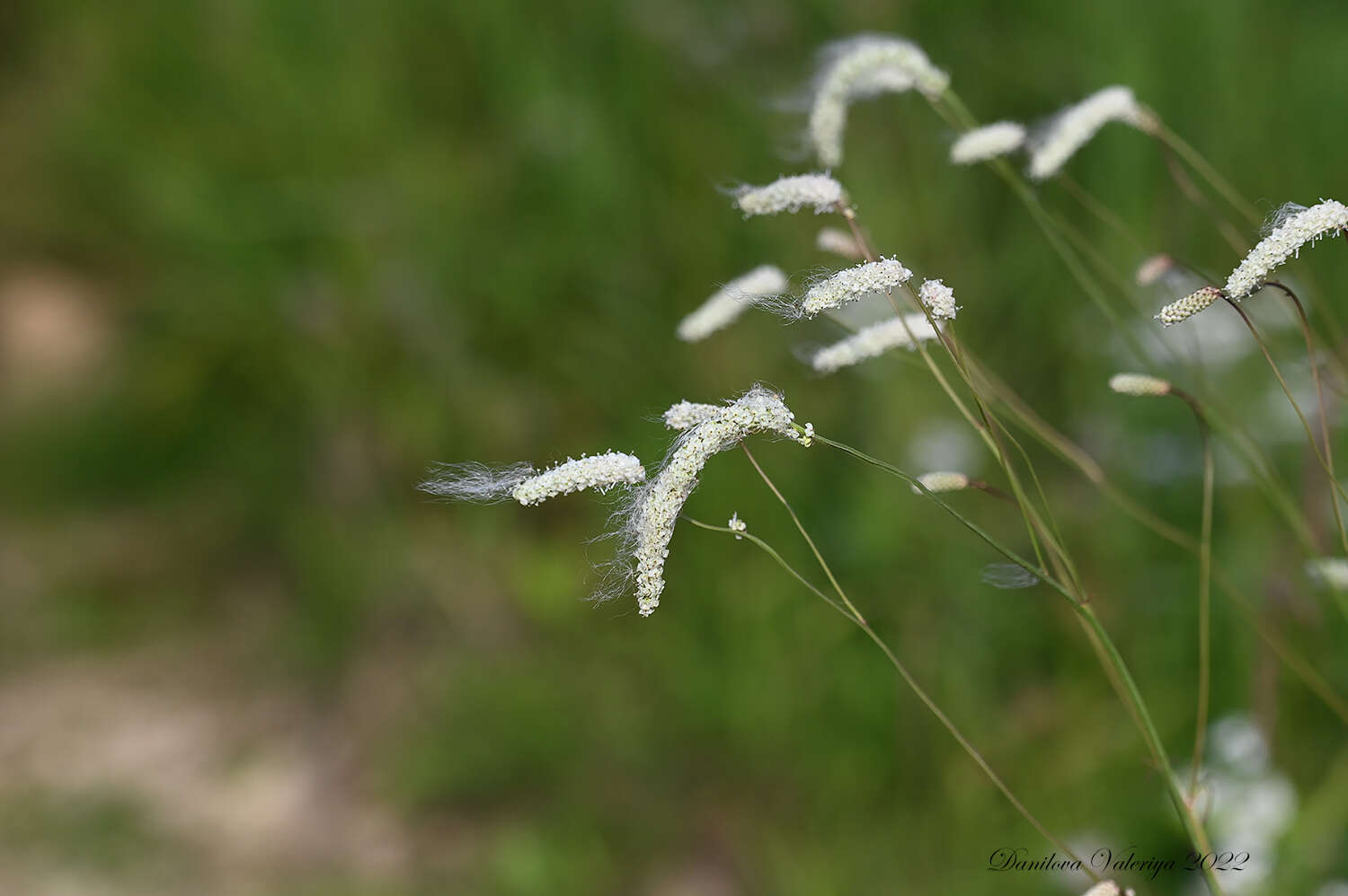 Image of Poterium tenuifolium var. alba (Trautv. & C. A. Mey.)