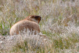 Imagem de Marmota sibirica (Radde 1862)